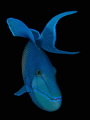 Redtoothed triggerfish (Odonus niger), often seen allover the tropic oceans. This picture is from Embudu house reef
