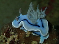 Blue nudi from Borneo