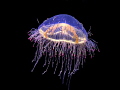 Jelly