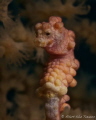 Weird color Bargibanti pygmy in Malapascua, Philippines.