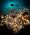 Big clam for here, and more open than you usually see them. Dome was an inch away.