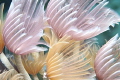 Featherdusters