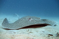 Lepard Ray in Scuba Junkie House Reef in Mabul Island...