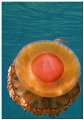 Jelly & fish