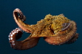 Octapus