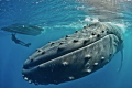 one of the greatest moments in my life free dive with Humpback Whales