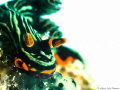 Nembrotha cristata with overexposure thecnic