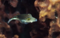 Sharpnose Puffer