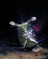 Red Sea coral Shrimp very very close with the focus on the eyes