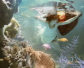 The Little Mermaid