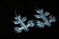 Glaucus Atlanticus