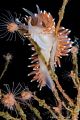 Feeding Flabelina