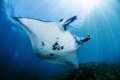 Manta Ray at Manta Point Nusa Penida Bali Indonesia