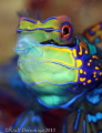 The Kissing Mandarin