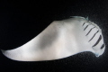 Feeding Manta