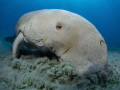 Dugong @ Abu Dabab