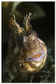 Blenny- 100mm macro