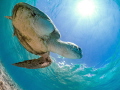 'The Survivor' - resident turtle at Spotts Bay, Grand Cayman.