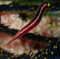 These little cleaning fish move so fast it takes a lot of patience and some luck to get a focussed shot.
