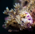 Macro