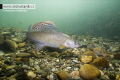 Thymallus thymalus