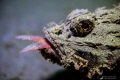 Macro