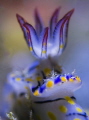 Macro