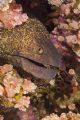 This eel was posing perfectly and smiling for the camera during a dive in the Red Sea, August 2005.