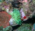 Roatan Honduras, Nikon Coolpix 5400 sea & sea DX5400 housinig. ys90auto
