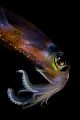 Neon Night - shot with 105mm at night on the shores of South Maui