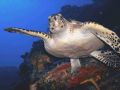 Turtle on Wall in Cozumel . . .Dec. 2005