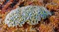 Lettuce Sea Slug shot when diving Ol Blue, Bonaire.