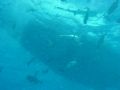Shark Feeding (Holmes Reef - Australia)