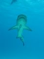 Shark Feeding (Great Barrier Reef)