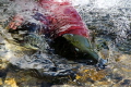 Sockeye Salmon in Prince William Sound, Alaska