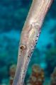Trumpet Fish, Kelly's Cove, Norman Island, British Virgin Islands. He was more interested in hunting than posing.
