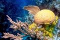 Roatan, Coolpix 5000
