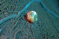 Flamingo Tongue Cowrie, Peter Island, British Virgin Islands.