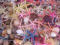 Seastars and shells in Simi, Greece