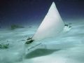 Eagle Ray in Cozumel