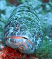 Lizardfish BVI, I've swam passed these so many times witout realsing if you got close to them they can look so vicious.