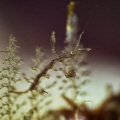 With a size of just over 4mm, this Skeleton Shrimp is nearly invisible to the naked eye. These amazing creatures pack a mighty punch, when they use their razor-sharp blades to catch prey.