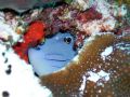 Hiding in the coral. Nikon Coolpix 4300 with built in flash