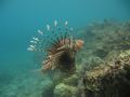 Finally, the perfect shot of this lionfish. Taken with my Canon Powershot and WP-DC60 without strobes.
Visibility around 50 m !!!