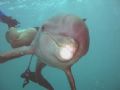 Dolphin in the wild