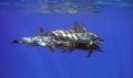 A small pod swimming by early this morning. Kahe Beach, Oahu.