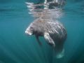 Manatee at Crystal River Florida. Camera Olympus C5050, Ikelite housing, wide angle lens.