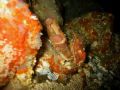 Sharpnose crab. Gabriola Passage, BC