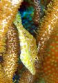 Slender File fish hiding in the soft corals. Olympus C7070